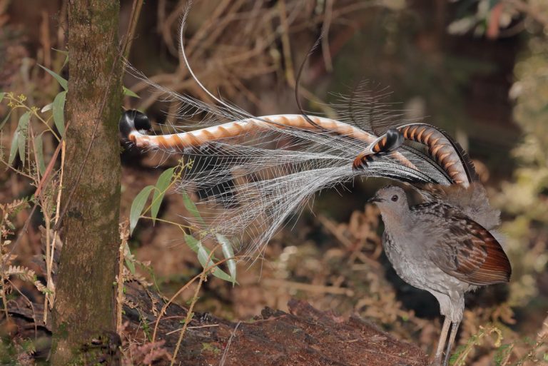 Superb Lyrebird – Photo: Ian Wilson