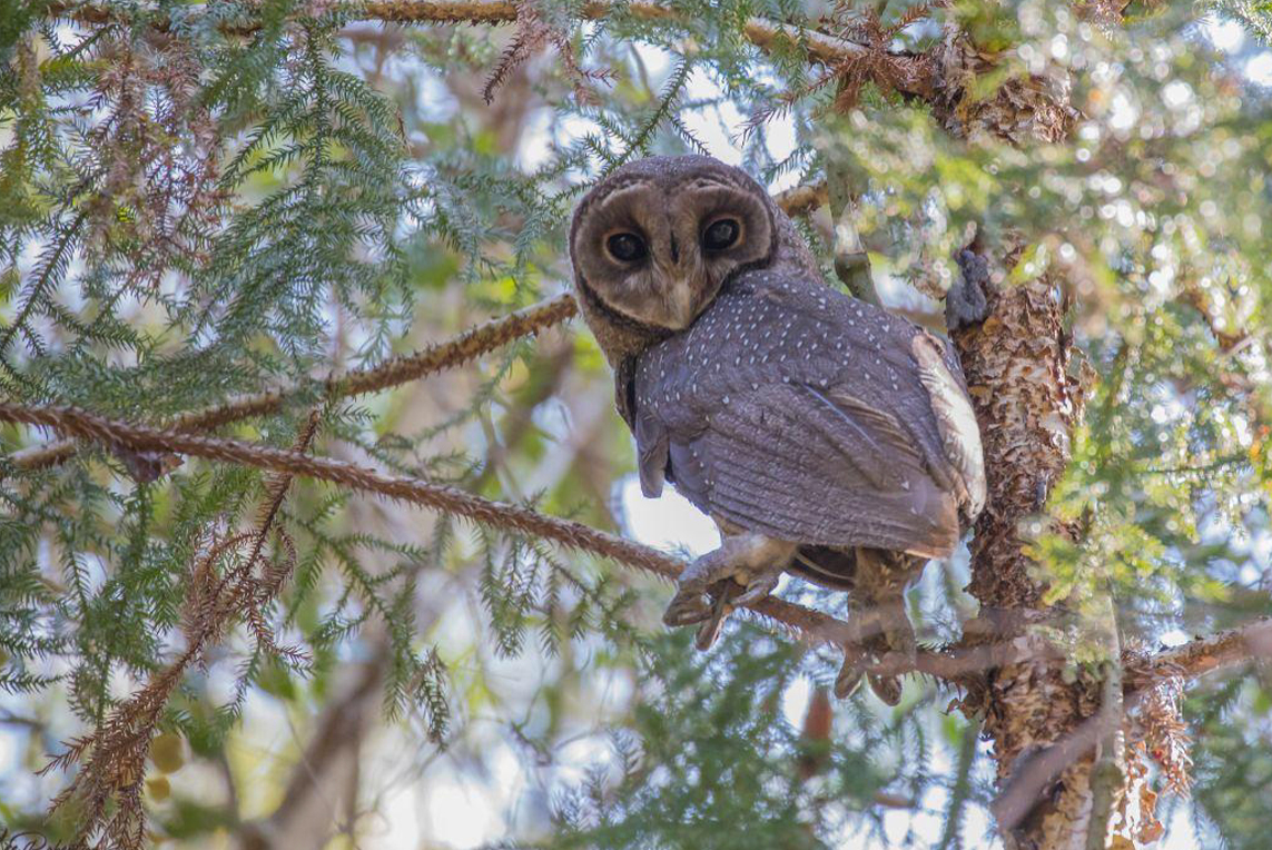 Greater Sooty Owl – Photo: Amanda Robertson