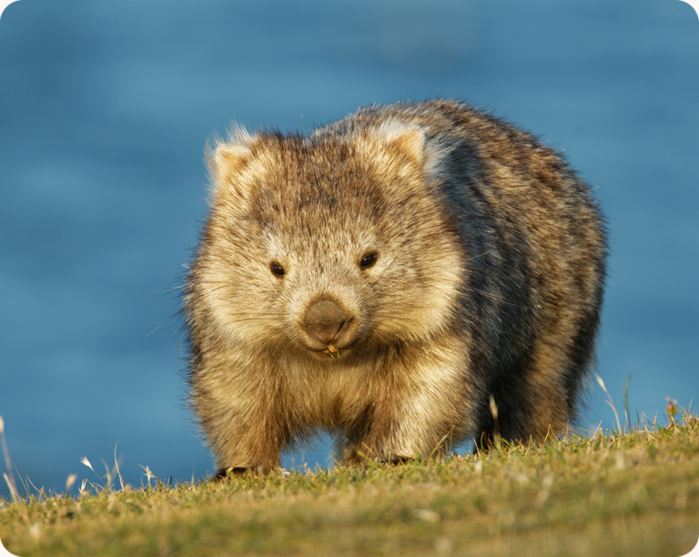 wombat
